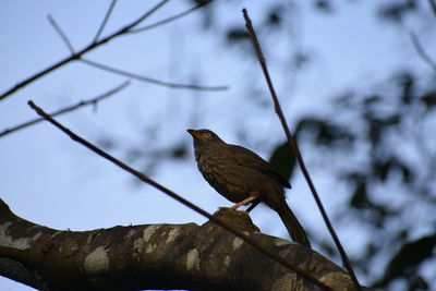 Low angle view of bird perching on branch