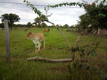 Horses in a field