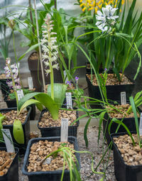 High angle view of potted plants