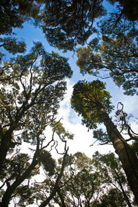 Low angle view of trees against sky