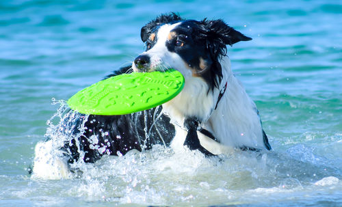 Dog with ball in water