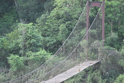 Footbridge in forest