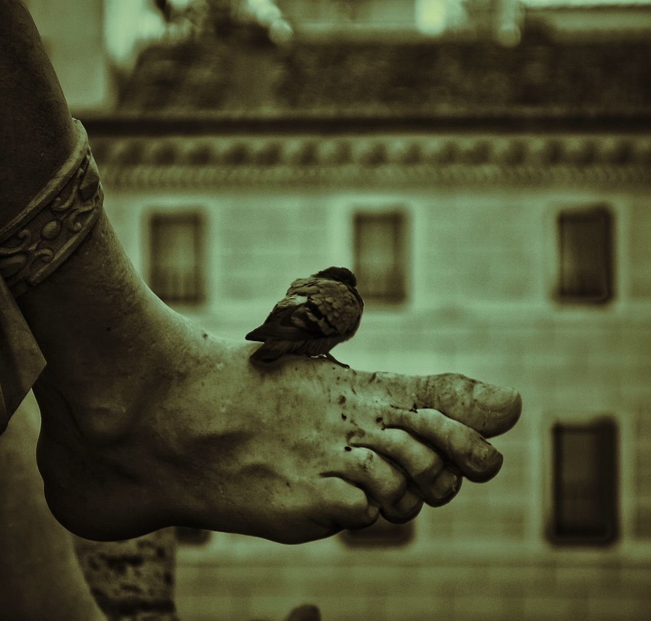 animal themes, animals in the wild, bird, focus on foreground, one animal, wildlife, person, perching, close-up, holding, men, selective focus, outdoors, part of, day, unrecognizable person, cropped, pigeon