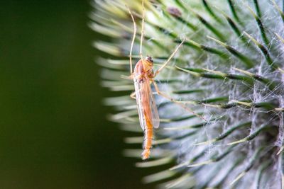 Close-up of insect on plant