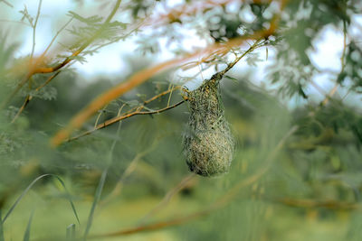 Nature of wildlife concept- the weaver bird's nest is made up of tree branches.