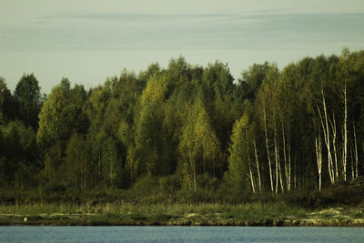 Scenic view of lake against trees in forest