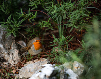 Close-up of a bird perching on plant