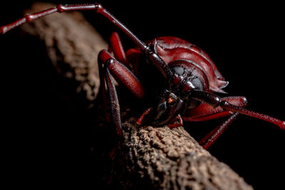 Close-up of insect on plant against black background