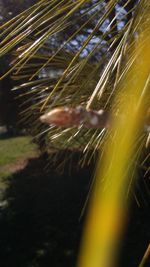 Close-up of plants