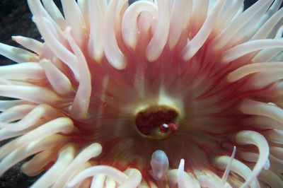 Close-up of coral in water