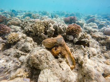 View of fish in sea