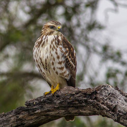 Close-up of owl perching on branch