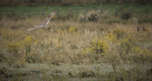 Bird flying in a field