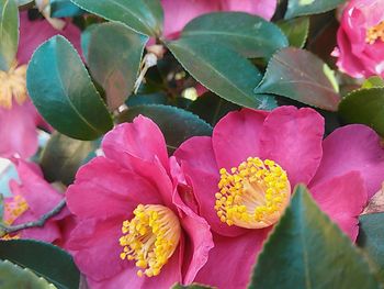 Close-up of pink flower