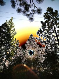 Low angle view of trees against sky at sunset