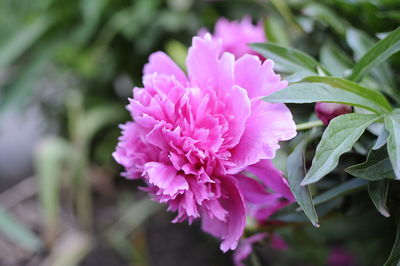 Close-up of pink flowering plant