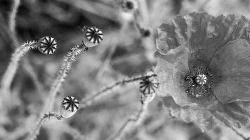 Close-up of honey bee on flower