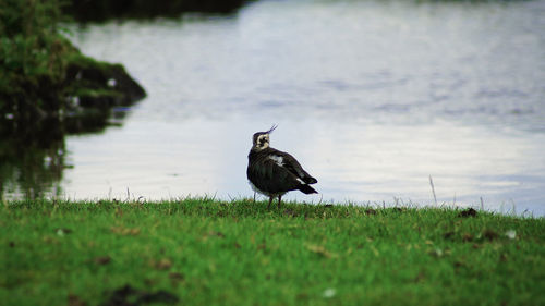 Bird on a rock