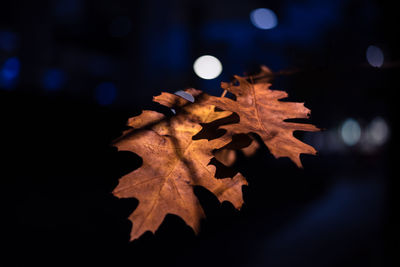 Close-up of maple leaf on illuminated tree at night