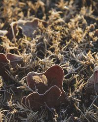 Close-up of mushroom growing on field