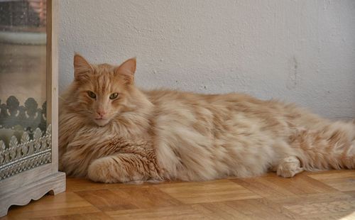 Portrait of ginger cat sitting on floor
