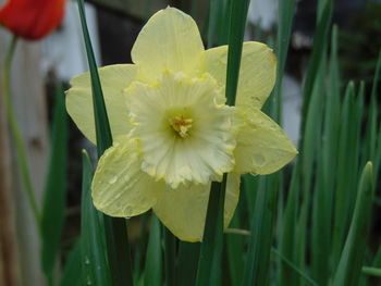 Close-up of flower blooming outdoors