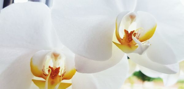 Close-up of white orchid