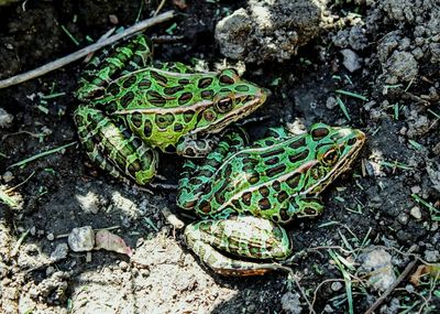 High angle view of northern leopard frogs on mud