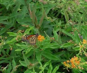 Close-up of butterfly on leaf