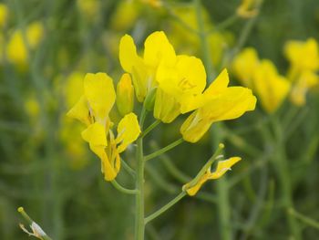 Close-up of insect on yellow flowers