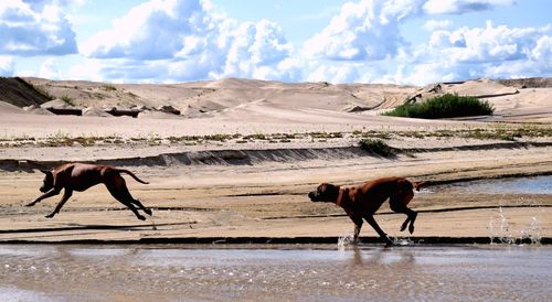 Horses on a land