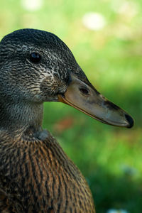 Close-up of a bird