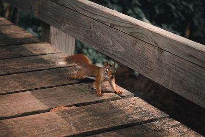 High angle view of squirrel on footbridge