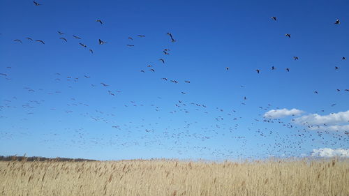 Flock of birds flying in the sky