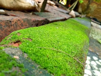 High angle view of moss growing on rock