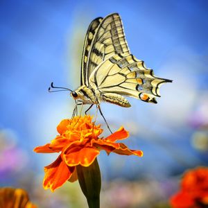 Close-up of butterfly pollinating on flower