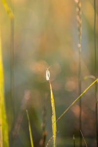 Close-up of insect on plant