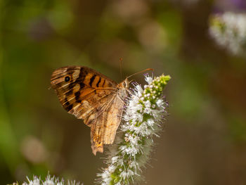 Close-up of butterfly pollinating on flower