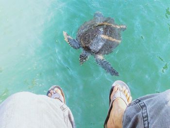 Low section of man over turtle in sea