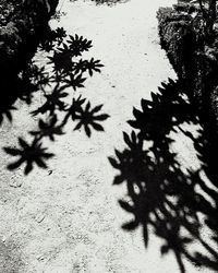 Close-up of silhouette tree against sky