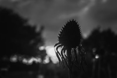 Close-up of silhouette of plant