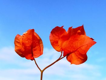 Close-up of orange leaf against blue sky