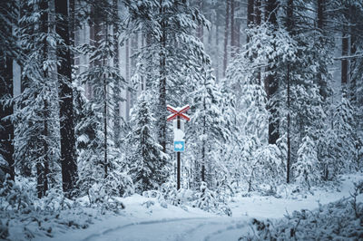 Trees on snow covered land