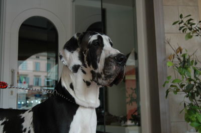Close-up of great dane