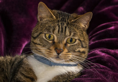 Close-up portrait of a cat