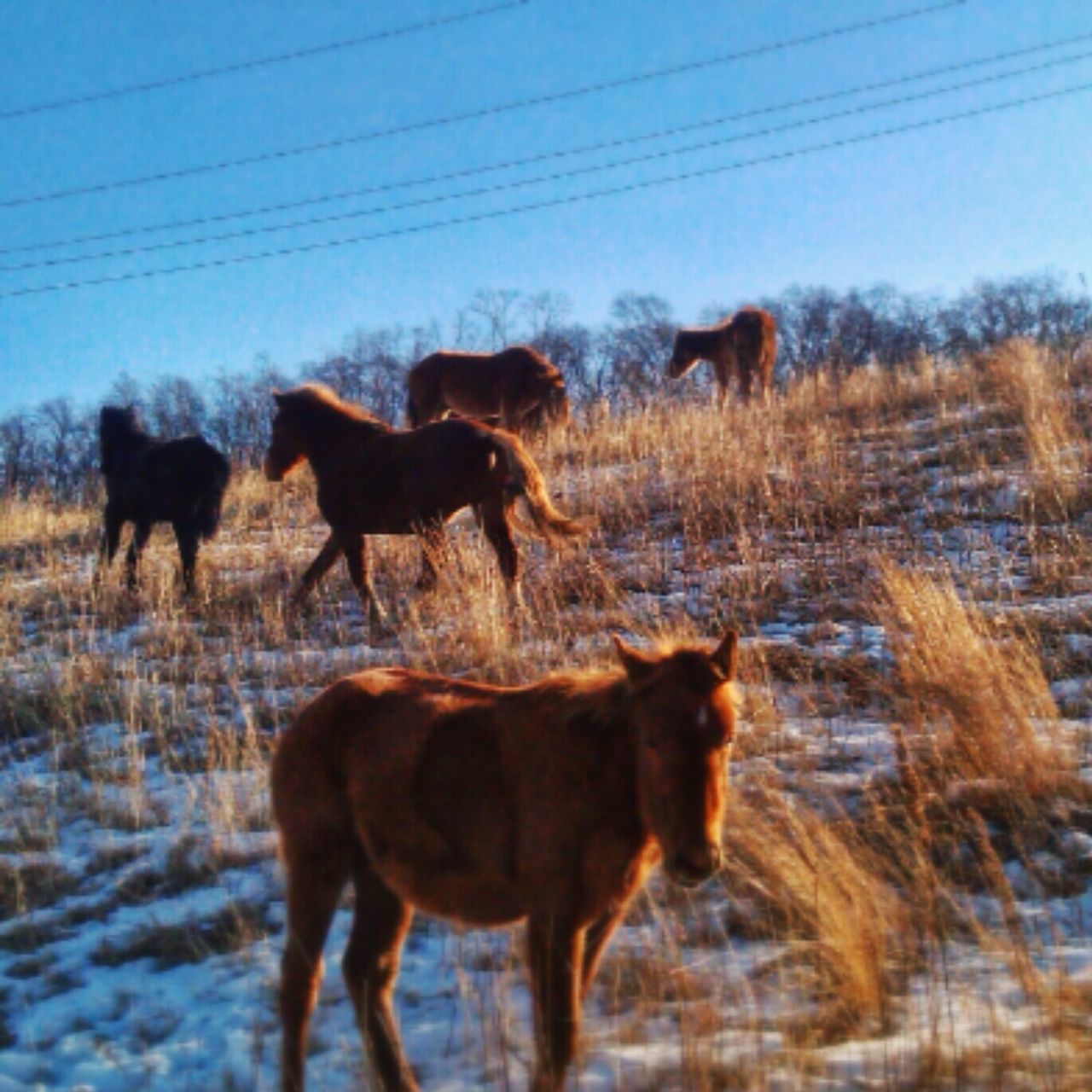 domestic animals, animal themes, mammal, livestock, standing, two animals, pets, field, clear sky, full length, nature, landscape, water, horse, walking, animal, cow, day, zoology, outdoors