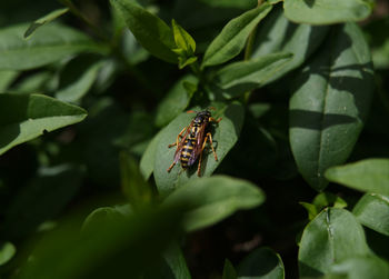 Close-up of insect on leaf