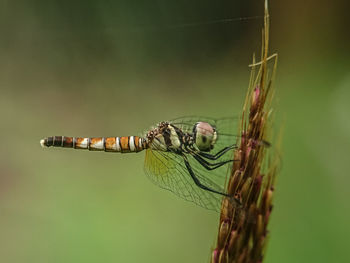 Close-up of dragonfly on plant, brachydiplax