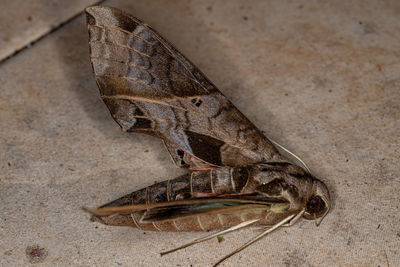 Close-up of insect on floor