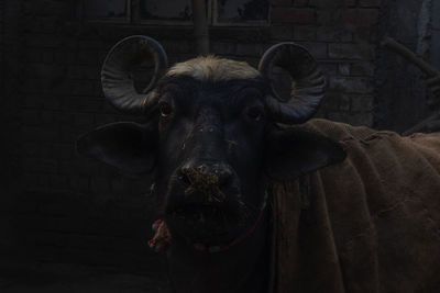 Close-up portrait of a buffalo